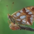 Queen of Spain fritillary - Issoria lathonia | Fotografijos autorius : Armen Seropian | © Macronature.eu | Macro photography web site