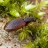 Rūdiškasis slapynžygis - Oxypselaphus obscurus | Fotografijos autorius : Žilvinas Pūtys | © Macrogamta.lt | Šis tinklapis priklauso bendruomenei kuri domisi makro fotografija ir fotografuoja gyvąjį makro pasaulį.