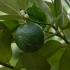 Rūgščiavaisis citrinmedis - Citrus × aurantiifolia, vaisiai | Fotografijos autorius : Nomeda Vėlavičienė | © Macrogamta.lt | Šis tinklapis priklauso bendruomenei kuri domisi makro fotografija ir fotografuoja gyvąjį makro pasaulį.