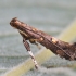 Rūgtinė keršoji kandelė - Calybites phasianipennella | Fotografijos autorius : Arūnas Eismantas | © Macrogamta.lt | Šis tinklapis priklauso bendruomenei kuri domisi makro fotografija ir fotografuoja gyvąjį makro pasaulį.