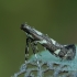 Rūgtinė keršoji kandelė - Calybites phasianipennella | Fotografijos autorius : Gintautas Steiblys | © Macrogamta.lt | Šis tinklapis priklauso bendruomenei kuri domisi makro fotografija ir fotografuoja gyvąjį makro pasaulį.