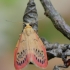 Raštuotoji kerpytė - Miltochrista miniata | Fotografijos autorius : Arūnas Eismantas | © Macrogamta.lt | Šis tinklapis priklauso bendruomenei kuri domisi makro fotografija ir fotografuoja gyvąjį makro pasaulį.