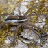 Raft spider - Dolomedes fimbriatus ♀ | Fotografijos autorius : Žilvinas Pūtys | © Macronature.eu | Macro photography web site