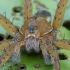 Raft spider - Dolomedes fimbriatus ♂ | Fotografijos autorius : Gintautas Steiblys | © Macronature.eu | Macro photography web site