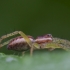 Raft spider - Dolomedes fimbriatus, juv. | Fotografijos autorius : Žilvinas Pūtys | © Macronature.eu | Macro photography web site