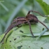 Raft spider - Dolomedes fimbriatus | Fotografijos autorius : Vytautas Gluoksnis | © Macronature.eu | Macro photography web site