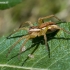 Raft spider - Dolomedes fimbriatus | Fotografijos autorius : Oskaras Venckus | © Macronature.eu | Macro photography web site