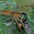 Raft spider - Dolomedes fimbriatus | Fotografijos autorius : Gintautas Steiblys | © Macronature.eu | Macro photography web site