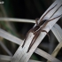 Raft spider - Dolomedes fimbriatus | Fotografijos autorius : Vilius Grigaliūnas | © Macronature.eu | Macro photography web site