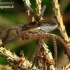 Raft spider - Dolomedes fimbriatus | Fotografijos autorius : Romas Ferenca | © Macronature.eu | Macro photography web site