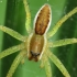 Raft spider - Dolomedes fimbriatus | Fotografijos autorius : Vidas Brazauskas | © Macronature.eu | Macro photography web site