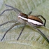 Raft spider - Dolomedes fimbriatus | Fotografijos autorius : Kazimieras Martinaitis | © Macrogamta.lt | Šis tinklapis priklauso bendruomenei kuri domisi makro fotografija ir fotografuoja gyvąjį makro pasaulį.