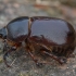 Ragvabalis - Phyllognathus excavatus | Fotografijos autorius : Žilvinas Pūtys | © Macrogamta.lt | Šis tinklapis priklauso bendruomenei kuri domisi makro fotografija ir fotografuoja gyvąjį makro pasaulį.