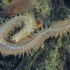 King ragworm - Alitta virens | Fotografijos autorius : Gintautas Steiblys | © Macronature.eu | Macro photography web site