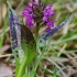 Raiboji gegūnė - Dactylorhiza incarnata cruenta | Fotografijos autorius : Nomeda Vėlavičienė | © Macrogamta.lt | Šis tinklapis priklauso bendruomenei kuri domisi makro fotografija ir fotografuoja gyvąjį makro pasaulį.