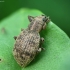 Raktažolinis straubliukas - Sciaphilus asperatus | Fotografijos autorius : Vidas Brazauskas | © Macrogamta.lt | Šis tinklapis priklauso bendruomenei kuri domisi makro fotografija ir fotografuoja gyvąjį makro pasaulį.