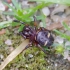 Puošnusis randuolis - Asagena phalerata | Fotografijos autorius : Romas Ferenca | © Macrogamta.lt | Šis tinklapis priklauso bendruomenei kuri domisi makro fotografija ir fotografuoja gyvąjį makro pasaulį.