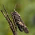 Rattle grasshopper – Psophus stridulus | Fotografijos autorius : Giedrius Markevičius | © Macronature.eu | Macro photography web site