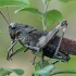 Rattle grasshopper - Psophus stridulus | Fotografijos autorius : Gintautas Steiblys | © Macronature.eu | Macro photography web site