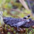 Raudonsparnis tarkšlys - Psophus stridulus | Fotografijos autorius : Romas Ferenca | © Macronature.eu | Macro photography web site