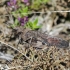 Rattle grasshopper - Psophus stridulus | Fotografijos autorius : Darius Baužys | © Macronature.eu | Macro photography web site
