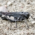 Rattle grasshopper - Psophus stridulus | Fotografijos autorius : Kazimieras Martinaitis | © Macronature.eu | Macro photography web site