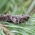 Rattle grasshopper - Psophus stridulus | Fotografijos autorius : Darius Baužys | © Macronature.eu | Macro photography web site