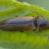 Raudonšonis spragšis - Dalopius marginatus | Fotografijos autorius : Žilvinas Pūtys | © Macrogamta.lt | Šis tinklapis priklauso bendruomenei kuri domisi makro fotografija ir fotografuoja gyvąjį makro pasaulį.