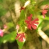 Raudonžiedis šakinys - Silene dioica | Fotografijos autorius : Ramunė Vakarė | © Macrogamta.lt | Šis tinklapis priklauso bendruomenei kuri domisi makro fotografija ir fotografuoja gyvąjį makro pasaulį.