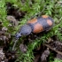 Raudonžygis - Panagaeus bipustulatus | Fotografijos autorius : Romas Ferenca | © Macrogamta.lt | Šis tinklapis priklauso bendruomenei kuri domisi makro fotografija ir fotografuoja gyvąjį makro pasaulį.