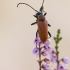 Raudonasis žieduolis - Stictoleptura rubra | Fotografijos autorius : Zita Gasiūnaitė | © Macrogamta.lt | Šis tinklapis priklauso bendruomenei kuri domisi makro fotografija ir fotografuoja gyvąjį makro pasaulį.