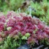 Raudonasis kiminas - Sphagnum rubellum | Fotografijos autorius : Vytautas Gluoksnis | © Macrogamta.lt | Šis tinklapis priklauso bendruomenei kuri domisi makro fotografija ir fotografuoja gyvąjį makro pasaulį.