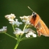 Raudonbuožis storgalvis - Thymelicus sylvestris | Fotografijos autorius : Ramunė Vakarė | © Macrogamta.lt | Šis tinklapis priklauso bendruomenei kuri domisi makro fotografija ir fotografuoja gyvąjį makro pasaulį.