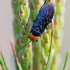 Raudongalvis pjūklelis audėjas - Acantholyda erytrocephala | Fotografijos autorius : Zita Gasiūnaitė | © Macrogamta.lt | Šis tinklapis priklauso bendruomenei kuri domisi makro fotografija ir fotografuoja gyvąjį makro pasaulį.