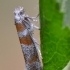 Raudonjuostis cedestis - Cedestis gysseleniella | Fotografijos autorius : Arūnas Eismantas | © Macrogamta.lt | Šis tinklapis priklauso bendruomenei kuri domisi makro fotografija ir fotografuoja gyvąjį makro pasaulį.