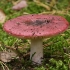 Raudonkotė ūmėdė - Russula rhodopoda ?? | Fotografijos autorius : Gintautas Steiblys | © Macrogamta.lt | Šis tinklapis priklauso bendruomenei kuri domisi makro fotografija ir fotografuoja gyvąjį makro pasaulį.