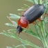 Raudonkrūtinis šukažygis - Calathus melanocephalus | Fotografijos autorius : Gintautas Steiblys | © Macrogamta.lt | Šis tinklapis priklauso bendruomenei kuri domisi makro fotografija ir fotografuoja gyvąjį makro pasaulį.