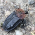 Raudonnugaris maitvabalis - Oiceoptoma thoracicum | Fotografijos autorius : Vytautas Gluoksnis | © Macrogamta.lt | Šis tinklapis priklauso bendruomenei kuri domisi makro fotografija ir fotografuoja gyvąjį makro pasaulį.