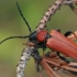 Raudonasis žieduolis - Stictoleptura rubra ♀ | Fotografijos autorius : Gintautas Steiblys | © Macrogamta.lt | Šis tinklapis priklauso bendruomenei kuri domisi makro fotografija ir fotografuoja gyvąjį makro pasaulį.