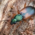 Raudonpetis žvitražygis - Anchomenus dorsalis | Fotografijos autorius : Gintautas Steiblys | © Macrogamta.lt | Šis tinklapis priklauso bendruomenei kuri domisi makro fotografija ir fotografuoja gyvąjį makro pasaulį.