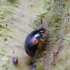 Raudonpetis kerpvabalis - Anisotoma humeralis | Fotografijos autorius : Romas Ferenca | © Macrogamta.lt | Šis tinklapis priklauso bendruomenei kuri domisi makro fotografija ir fotografuoja gyvąjį makro pasaulį.