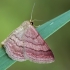 Raudonsparnis sprindžiukas - Scopula rubiginata | Fotografijos autorius : Gintautas Steiblys | © Macrogamta.lt | Šis tinklapis priklauso bendruomenei kuri domisi makro fotografija ir fotografuoja gyvąjį makro pasaulį.