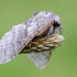 Raudonuodegis verpikas | Pale tussock | Calliteara pudibunda | Fotografijos autorius : Darius Baužys | © Macrogamta.lt | Šis tinklapis priklauso bendruomenei kuri domisi makro fotografija ir fotografuoja gyvąjį makro pasaulį.