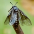 Raugerškinis pjūklelis - Arge berberidis | Fotografijos autorius : Romas Ferenca | © Macrogamta.lt | Šis tinklapis priklauso bendruomenei kuri domisi makro fotografija ir fotografuoja gyvąjį makro pasaulį.