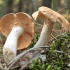 Raukšlėtasis dyglutis - Hydnum repandum | Fotografijos autorius : Vytautas Gluoksnis | © Macrogamta.lt | Šis tinklapis priklauso bendruomenei kuri domisi makro fotografija ir fotografuoja gyvąjį makro pasaulį.