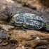 Raukšlėtasis maitvabalis - Thanatophilus rugosus | Fotografijos autorius : Kazimieras Martinaitis | © Macrogamta.lt | Šis tinklapis priklauso bendruomenei kuri domisi makro fotografija ir fotografuoja gyvąjį makro pasaulį.