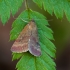 Rausvažalis plačiasparnis naktinukas - Phytometra viridaria | Fotografijos autorius : Žilvinas Pūtys | © Macrogamta.lt | Šis tinklapis priklauso bendruomenei kuri domisi makro fotografija ir fotografuoja gyvąjį makro pasaulį.