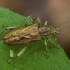 Rausvakraštė donacija - Donacia marginata | Fotografijos autorius : Žilvinas Pūtys | © Macrogamta.lt | Šis tinklapis priklauso bendruomenei kuri domisi makro fotografija ir fotografuoja gyvąjį makro pasaulį.
