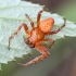 Rausvapilvis kryžiuotis - Araneus alsine ♂ | Fotografijos autorius : Kazimieras Martinaitis | © Macrogamta.lt | Šis tinklapis priklauso bendruomenei kuri domisi makro fotografija ir fotografuoja gyvąjį makro pasaulį.