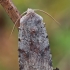 Rausvarudis pavasarinis dirvinukas - Cerastis rubricosa | Fotografijos autorius : Gintautas Steiblys | © Macrogamta.lt | Šis tinklapis priklauso bendruomenei kuri domisi makro fotografija ir fotografuoja gyvąjį makro pasaulį.